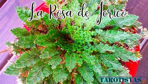 rosa de Jericó